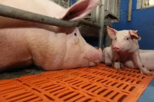Podczas 28–30 dni laktacji następuje największy rozwój przewodu pokarmowego u prosiąt, co ma ogromny wpływ na całe ich późniejsze życie. Dlatego prawidłowe i precyzyjne żywienie loch ma tu kluczowe znaczenie. Praktyka pokazuje, że stosowanie czterech mieszanek poprawiło wyniki produkcyjne i ekonomiczne stad.
