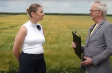 Nowe odmiany zbóż i traw. Co oferuje rolnikom Małopolska Hodowla Roślin?