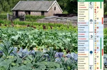 Kalendarz biodynamiczny – sierpień