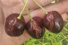 popękane czereśnie