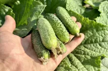 Plantacja ogórków gruntowych