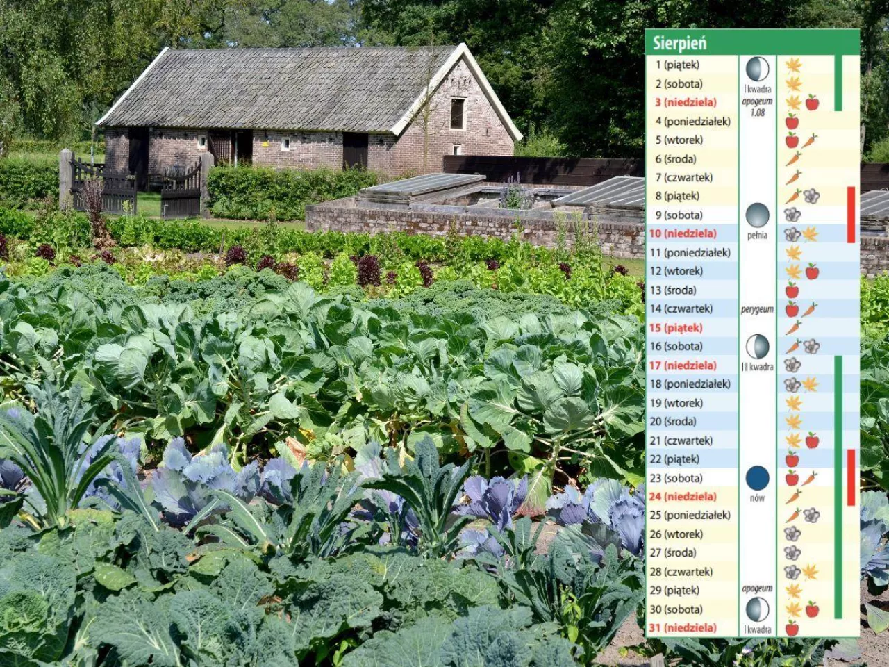 Kalendarz biodynamiczny – sierpień