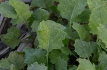 Objawy niedoboru siarki na samosiewach rzepaku