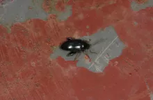 Pchełka rzepakowa imago