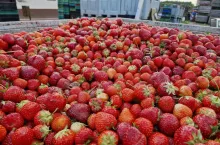 truskawki przemysłowe