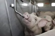 W przypadku choroby świnie pobierają więcej wody, a mniej paszy. Za pomocą systemu pojenia jesteśmy w stanie podać zarówno leki, jak i dodatkowe substancje odżywcze