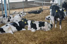 Przestrzegając podanych w artykule zasad, pierwsze wycielenia powinny odbywać się w wieku 22–23 miesięcy, a po porodzie pierwiastki powinny ważyć minimum 600 kg