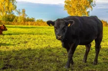 Jakie są objawy krwotocznej choroba zwierzyny płowej (EHD) i w jakich krajach UE występuje?