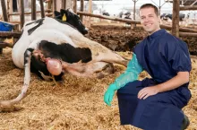 Rolnicy dostaną dopłaty do nagłych wizyt weterynarza?