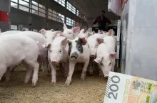 Prosiaki tańsze nawet o 60 zł. Jakie są aktualne ceny prosiąt? [SONDA]