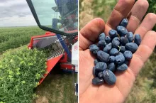 Zbiór jagody kamczackiej w Kanadzie