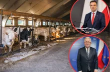 Ceny skupu poniżej kosztów, a rząd się przygląda. Co z ochroną rolników?