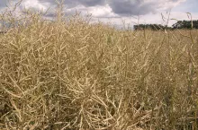 Desykacja rzepaku: jaka kara dla rolnika?