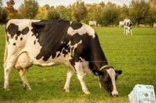 Ceny skupu mleka z GUS