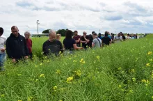 Plantatorzy chętnie uczestniczą w dniach pola, bo to niepowtarzalna okazja, żeby zobaczyć wiele odmian w jednym miejscu, chętnie rozmawiają z ekspertami dzieląc się własnymi spostrzeżeniami lub problemami z daną odmianą