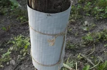 Jak zwalczać owocówkę śliwkóweczkę w sadzie? Ten sposób zastosuj 2 razy w roku