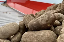 Ziemniaki po zbiorach