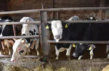 Choroba niebieskiego języka u bydła. Rolnicy domagają się zniesienia stref zagrożenia