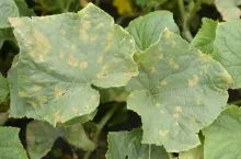 Objawy mączniaka rzekomego na górnej stronie liścia ogórka