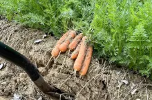 Zbiory marchwi w gospodarstwie Damiana Micyka