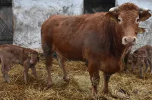dobrostan zwierząt, krowa mamka