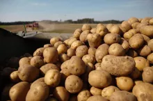 Ziemniaki tak tanie, że nie opłaca się kopać? Ceny lecą w dół