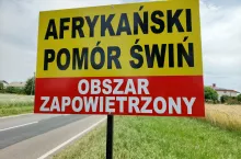 ASF ponownie atakuje. Dwa ogniska w jednej wsi w dwa tygodnie