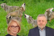 Wilki czy hybrydy? Rolnicy mają dość, żądają twardych dowodów