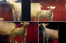 Gigantyczna krowa z masła króluje na targach. Jak powstała? [WIDEO]