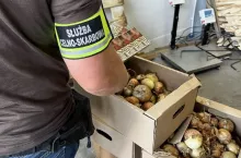 Służba celno-skarbowa