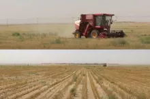 Żniwa na pustyni. W Chinach zebrano rekordową ilość pszenicy z hektara