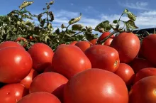 Zbiory pomidorów gruntowych