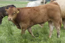 Jakie są ceny bydła w Polsce?