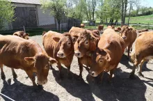 Jakie są ceny bydła w skupach?