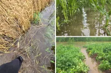 Woda zalała rolnikom uprawy