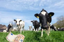 Polska królową mleka w UE? Bruksela wskazuje lidera