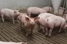 Jakie są ceny świń w Polsce?