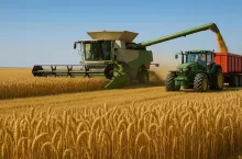 Żniwa pszenicy w Polsce – kombajn i traktor w pracy