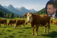 Fotorealistyczne zdjęcie bydła wypasającego się na zielonym pastwisku w malowniczym alpejskim krajobrazie Bawarii. W rogu zdjęcia widoczny portret komisarza UE ds. rolnictwa Christophe Hansena, symbolizujący jego zaangażowanie w zmiany przepisów dotyczących wypasu bydła ekologicznego.
