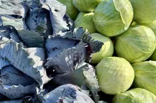 Czerwona i biała kapusta