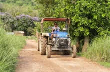 Farmer arrives to coolect harvested rice paddy on a tractor, in Morigaon, India on 16 May 2025.