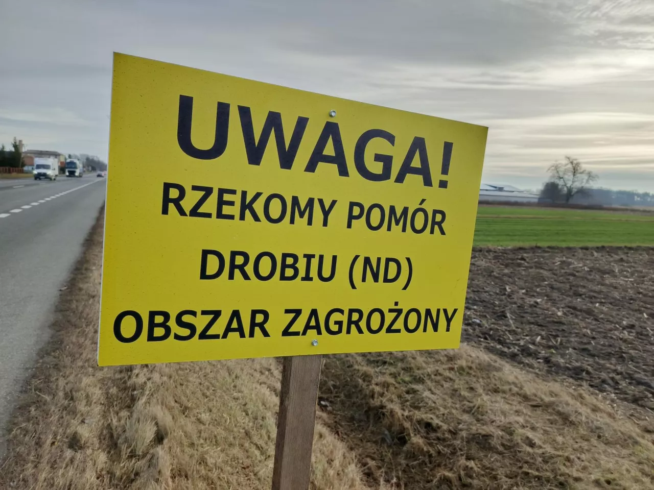 Kolejne ogniska rzekomego pomoru drobiu! Blisko 100 tys. ptaków do utylizacji