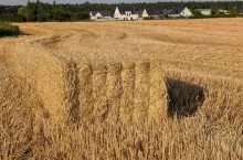 Ceny słomy ze żniw: ile kosztuje bela w sierpniu 2025?