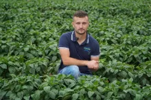 Lustracja plantacji papryki