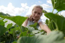 Nawożenie melonów Diana Wieczorek