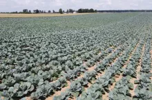 Uprawa kapusty Małopolska