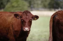 Francja pod presją guzowatej choroby skóry. Ponad 1000 krów wybito