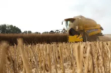 rekord w plonie rzepaku