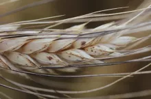 Kłos pszenicy durum z ciemnymi plamami, Analiza pod lupą ujawnia, że to mączniak prawdziwy.