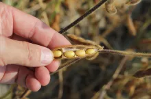 Strąk soi z nasionami 